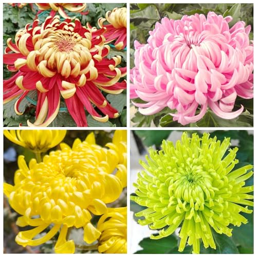 100+rainbow Chrysanthemum Seeds for Planting Outdoors -Perennial Ornamental Flowering Planting Garden and Pots