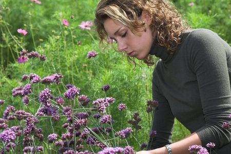 verbena propagation