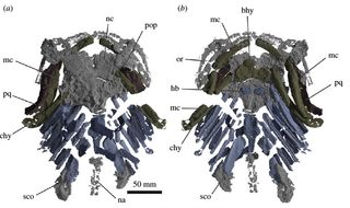 A digital rendering of the skull and pectoral girdle from the top (a) and underside (b) of Gladbachus adentatus.