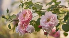 Pink roses in full bloom