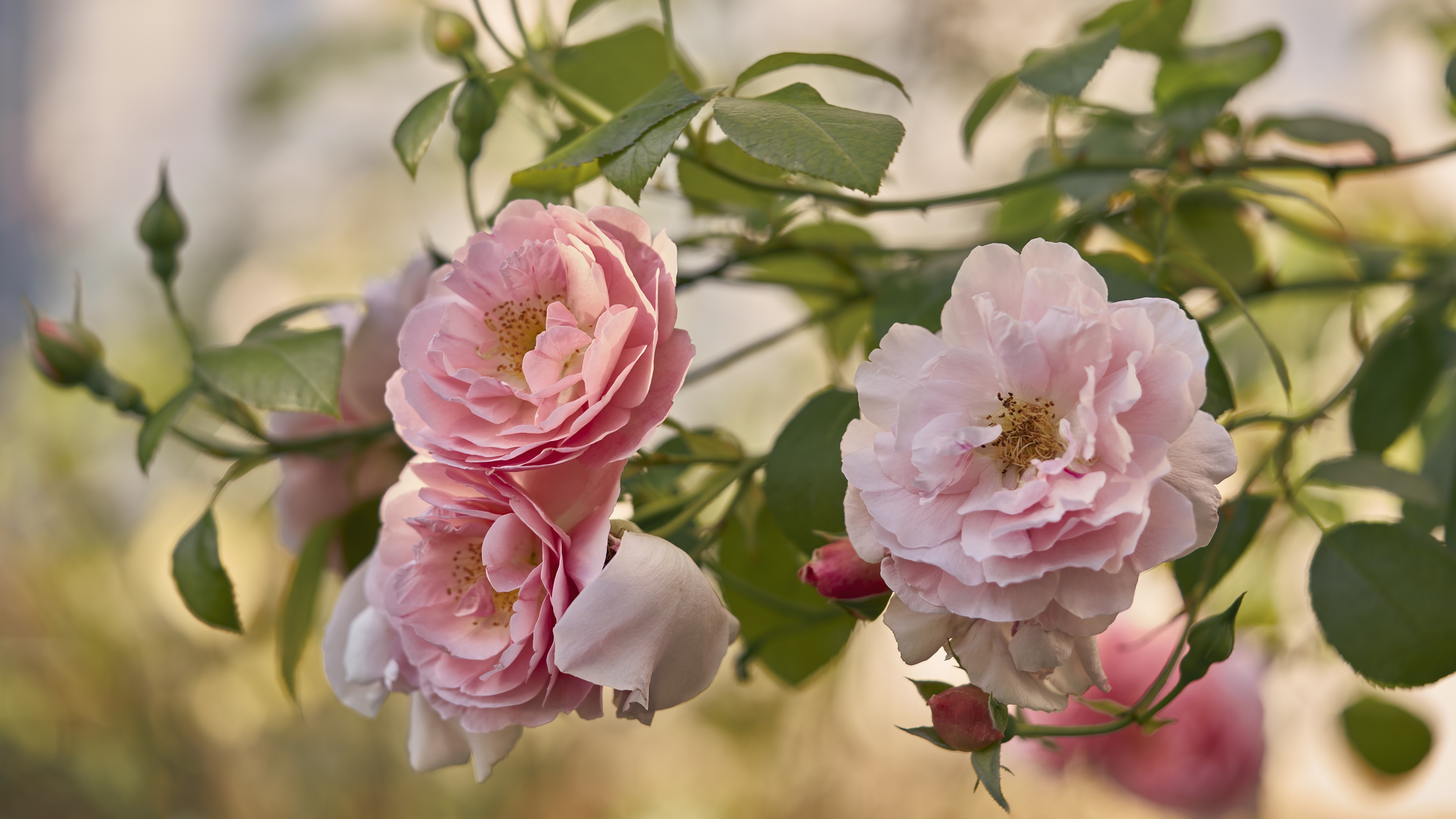 Pink roses in full bloom