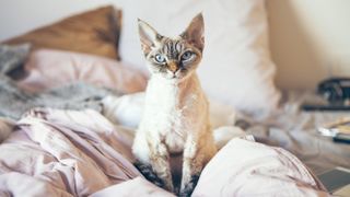 Devon Rex sitting on the bed looking at camera