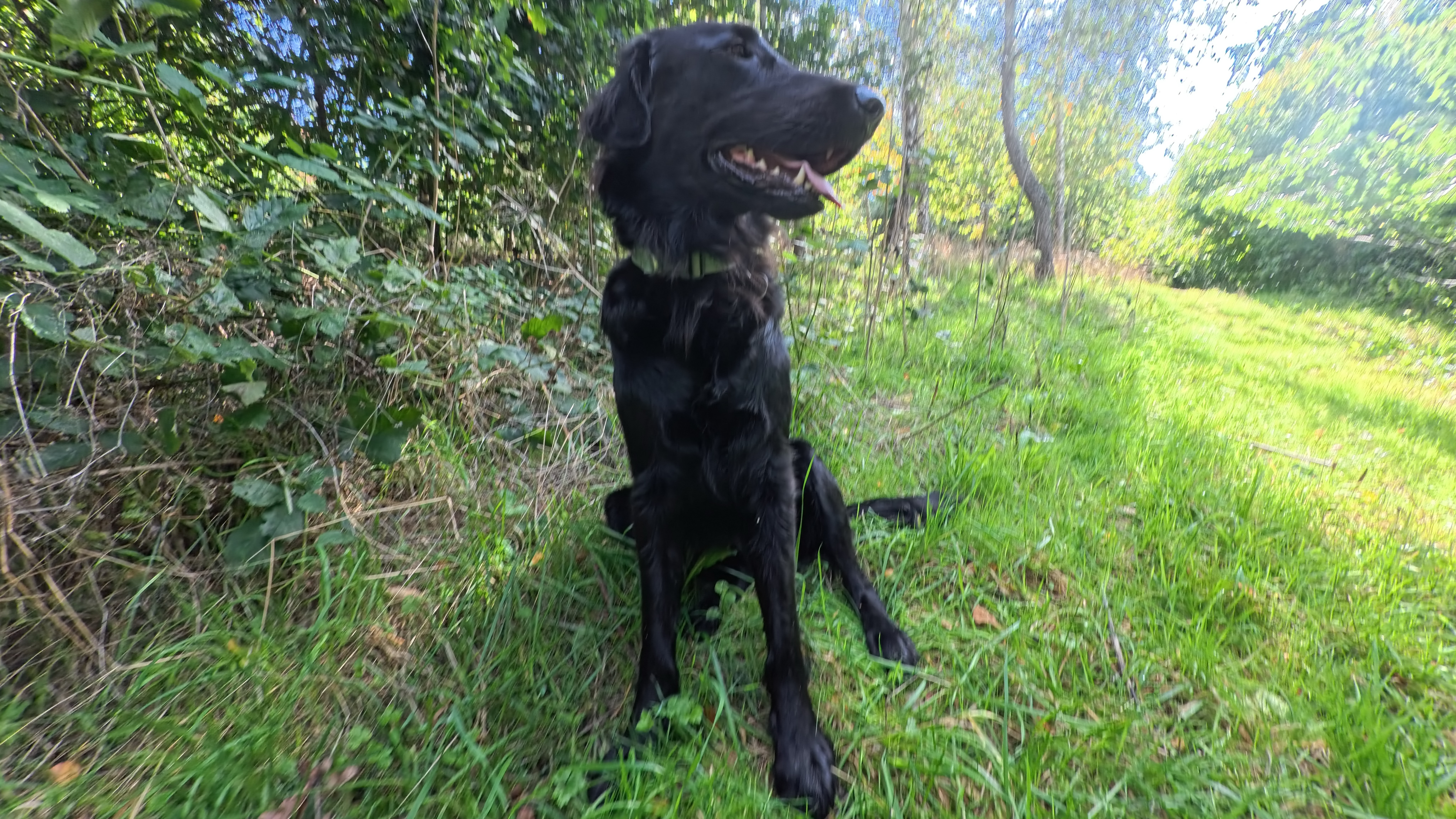Sample shots from the Insta360 Go Ultra and DJI Osmo Nano action cameras showing a black retriever in a field