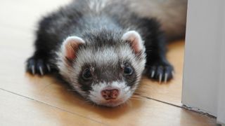 Ferret with head on the floor — Best small pets