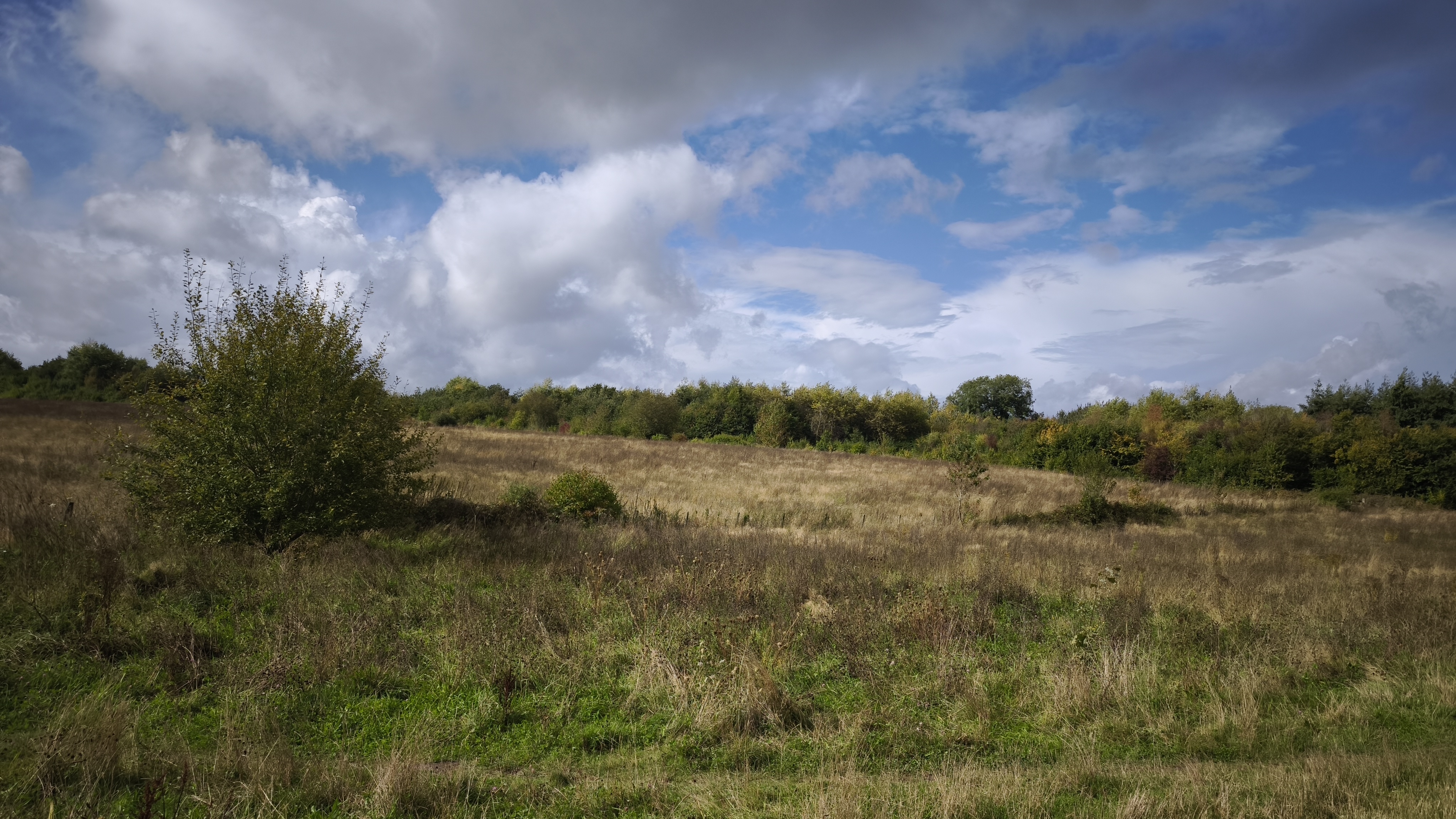 Wide angle camera shot of a field of differing green and yellow grasses and bushes