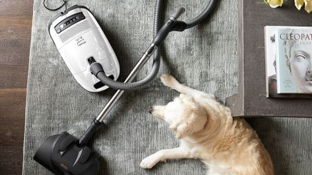 A Miele Complete C3 Cat and Dog Powerline Canister Vacuum cleaning a gray carpet next to a Labrador dog and a coffee table