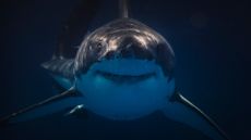 A Great White shark smiles at it approaches the camera amidst dark waters