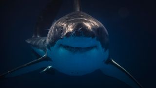 A Great White as it approaches the camera amidst dark waters