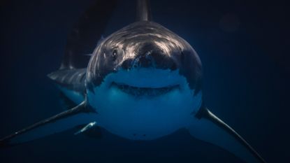 A Great White shark smiles at it approaches the camera amidst dark waters