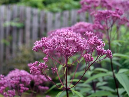 Magenta Colored Flowering Joe-Pye Weeds