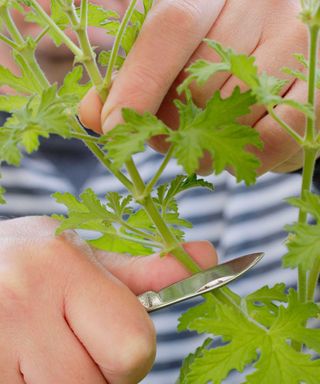 taking cutting from pelargonium