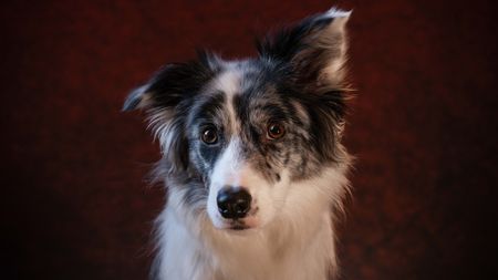Blue merle border collie dog against a red background 