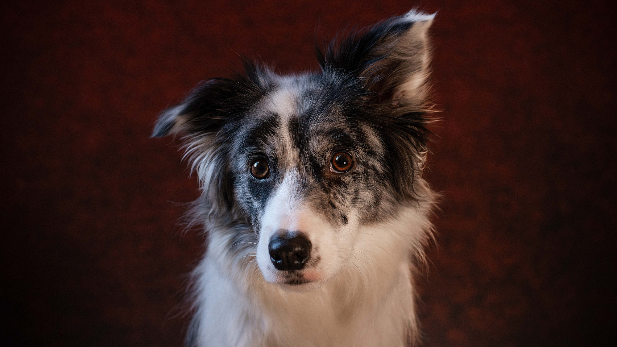 Blue merle border collie dog against a red background 