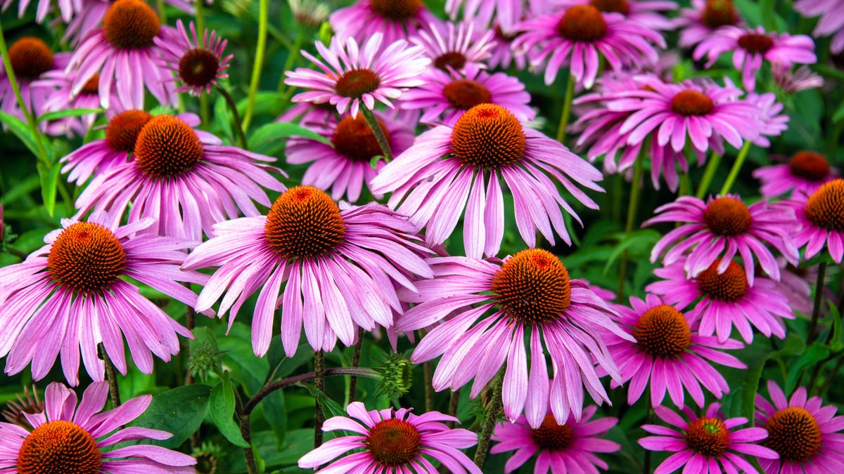Get More Flowers From Your Garden Plants, All Summer Long, With These 6 Expert Tricks