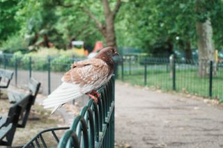 A pigeon sitting on a green metal fence