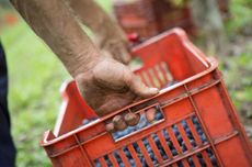Grape harvest baskets