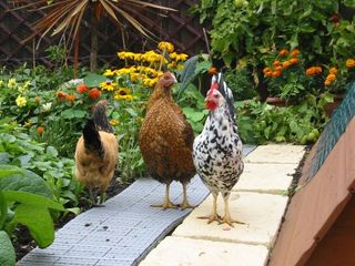 Chickens on path