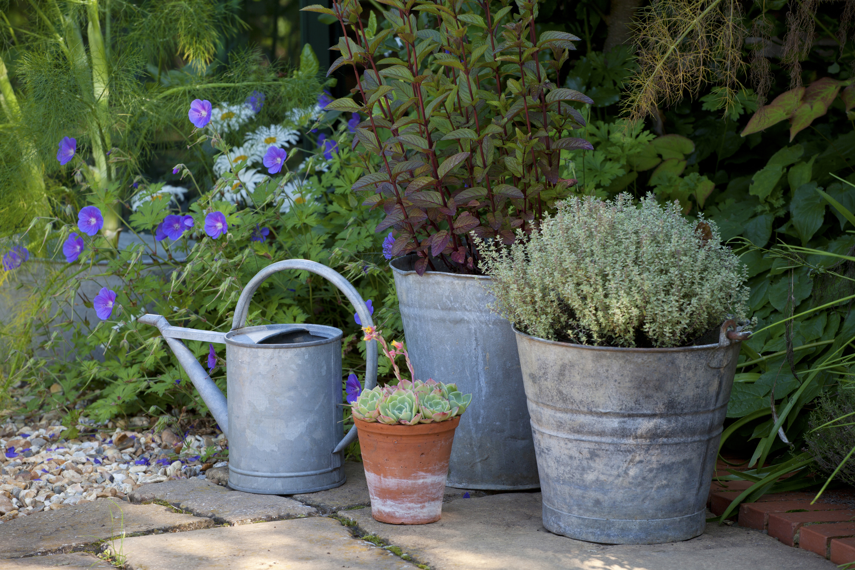 herb garden medicinal herb holy basil