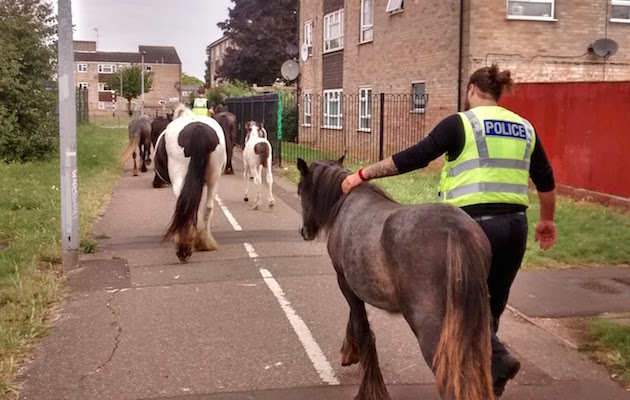 loose ponies Peterborough