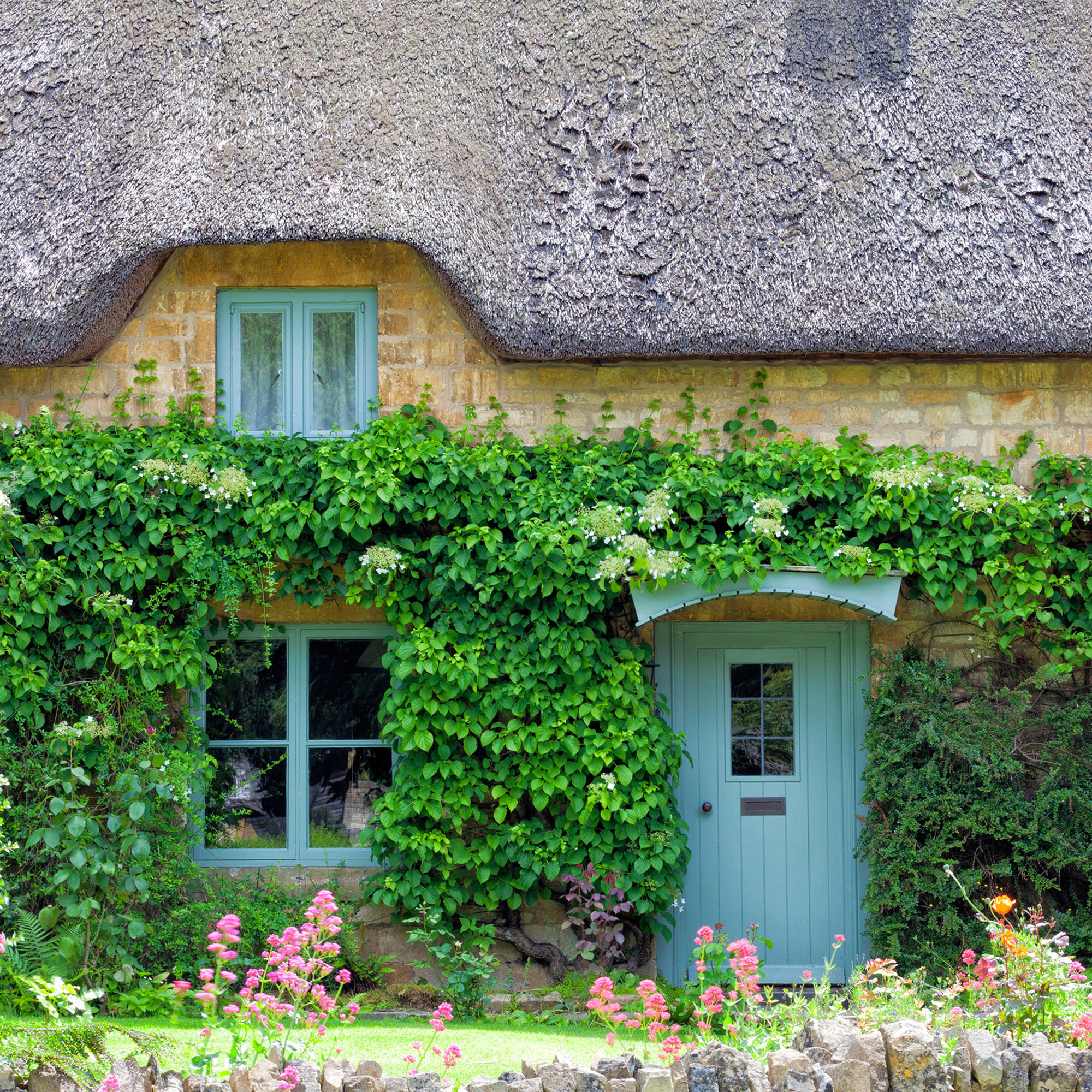  English stone cottage, with thatched roof, blue wooden doors, hydrangea climbing the wall, trimmed hedge, flowers in bloom, in Cotswolds