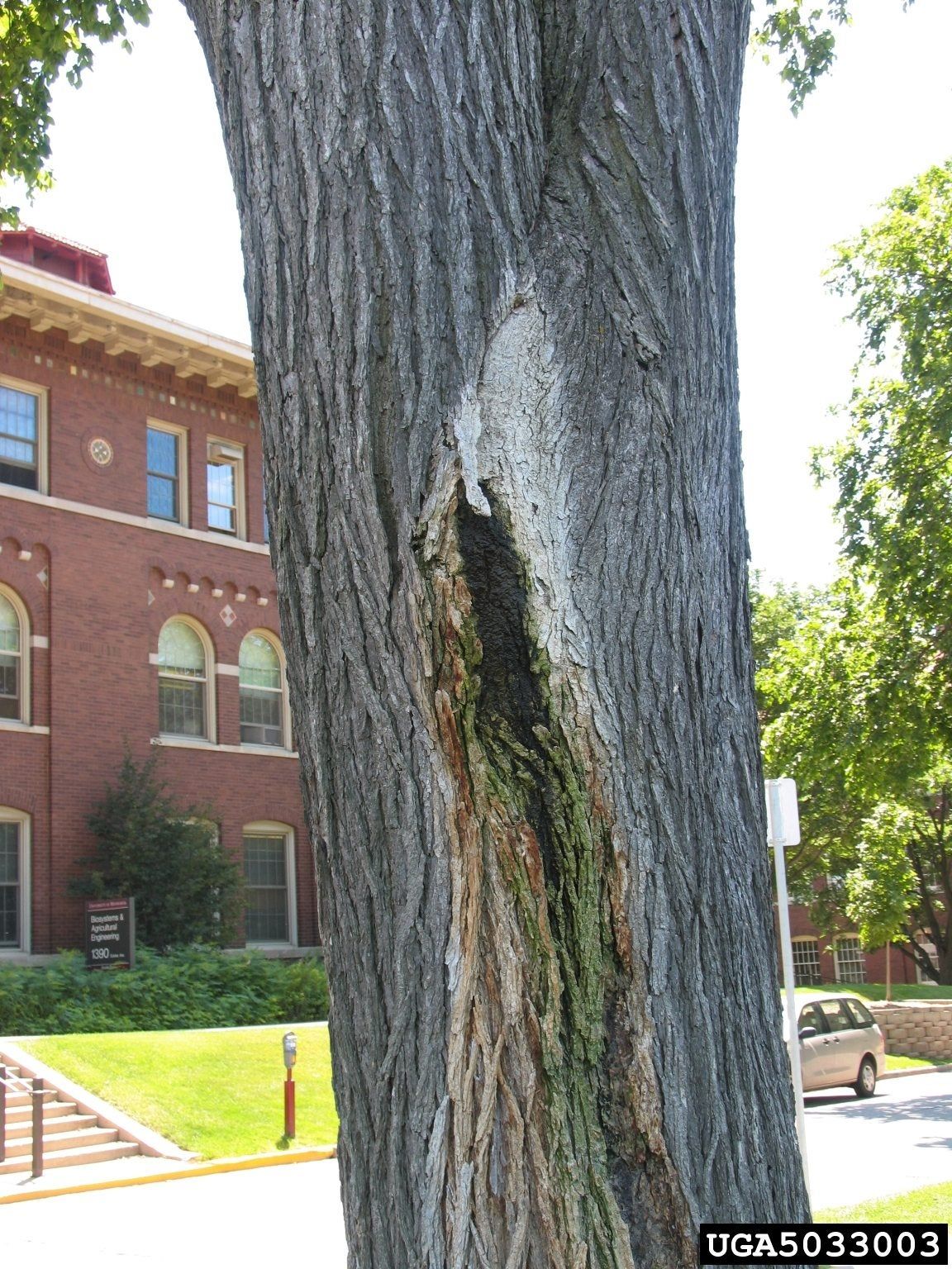 Frothy-like Foam Seeping From Alcoholic Flux Disease In Trees