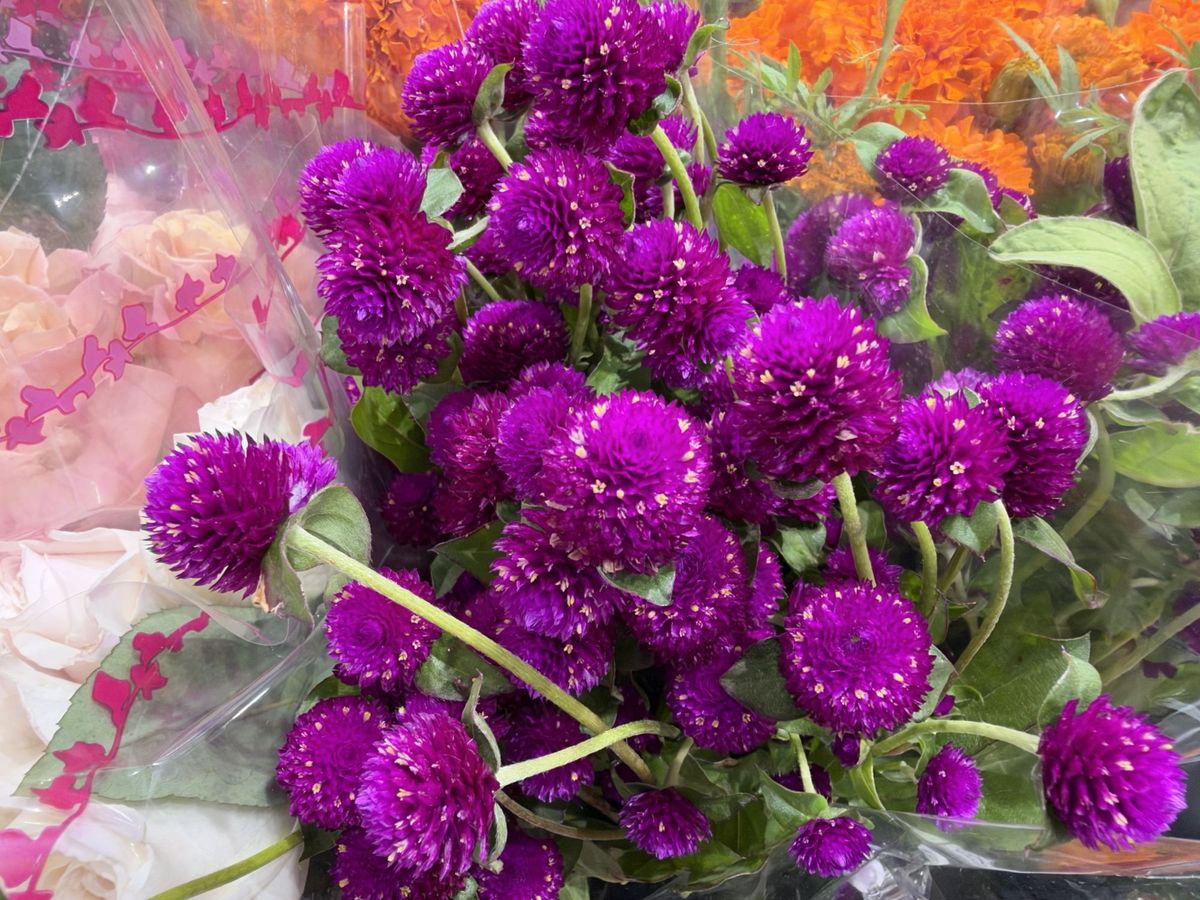 Apple iPhone 18 Pro Max camera sample.
