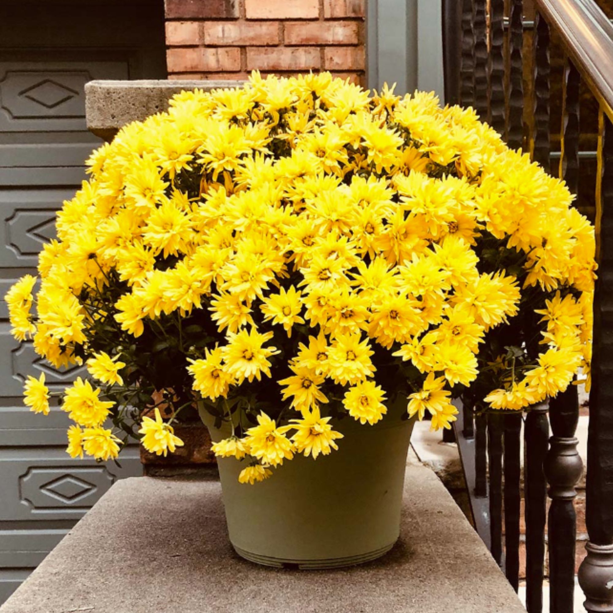 Chrysanthemum