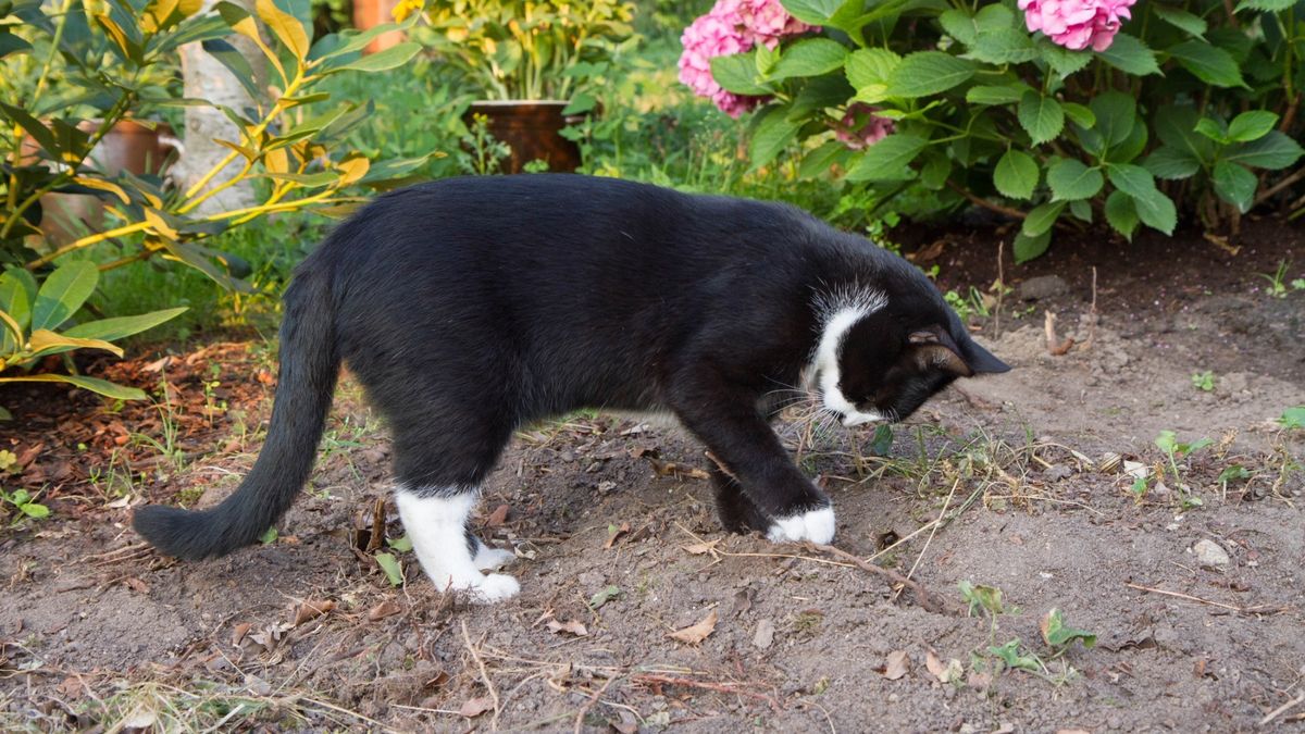 How to stop a cat from pooping in your yard PetsRadar
