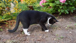 Black and white cat digging in bare soil.