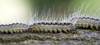 Oak processionary caterpillars sit on an oak tree trunk.