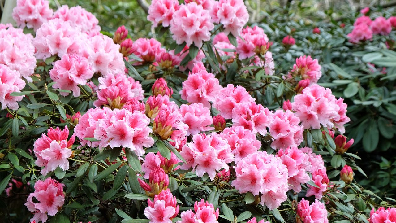 rhododendron in full bloom