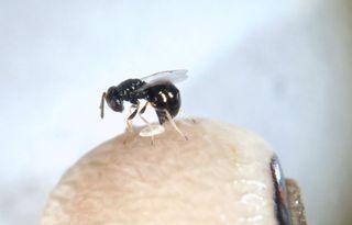 A tiny parasitic wasp perched on a bean. 