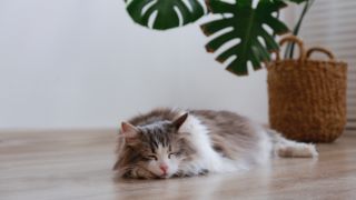 Cat sleeping on floor