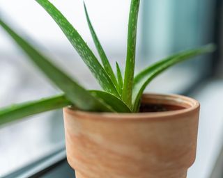 Aloe vera houseplant in a pot by a window