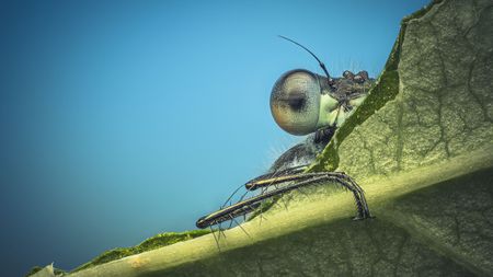 Close-up of a dragonfly resting on a leaf, showcasing its large eyes and detailed body structure against a blue background