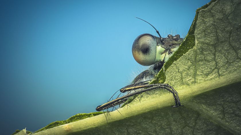 Close-up of a dragonfly resting on a leaf, showcasing its large eyes and detailed body structure against a blue background