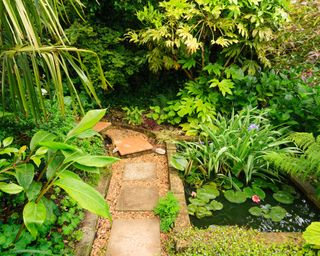 Small garden pond in an exotic garden in Plymouth, UK, surrounded by large leaved foliage plants