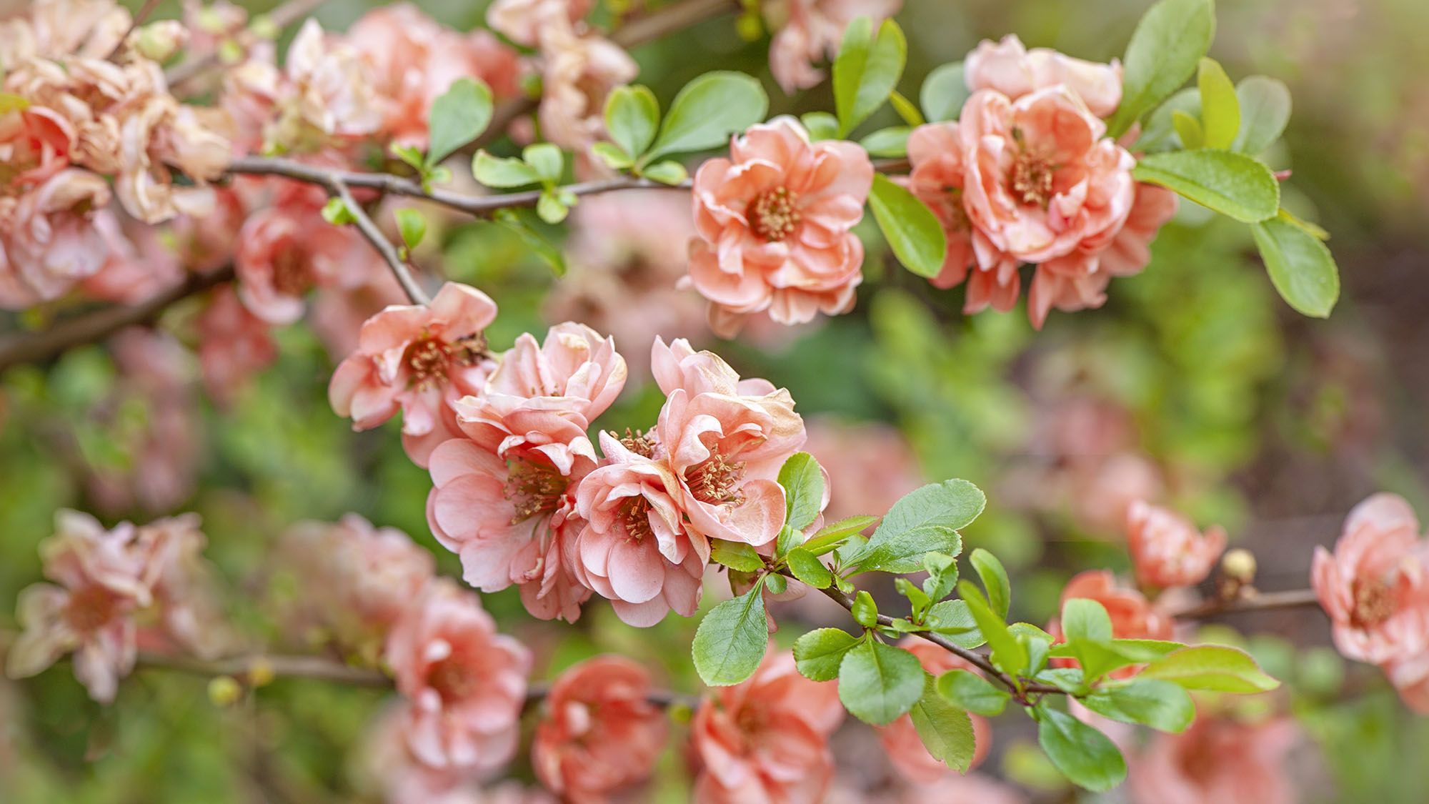 Plant These 7 Compact Flowering Shrubs This Fall for Stunning Spring Blooms in Even the Smallest Yards