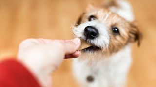 Hand feeding a dog a treat