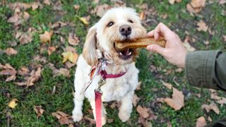 Dog biting into a bone-shaped treat in a person's hand while jumping up on grass