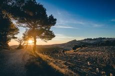 Lirac and Tavel 2021