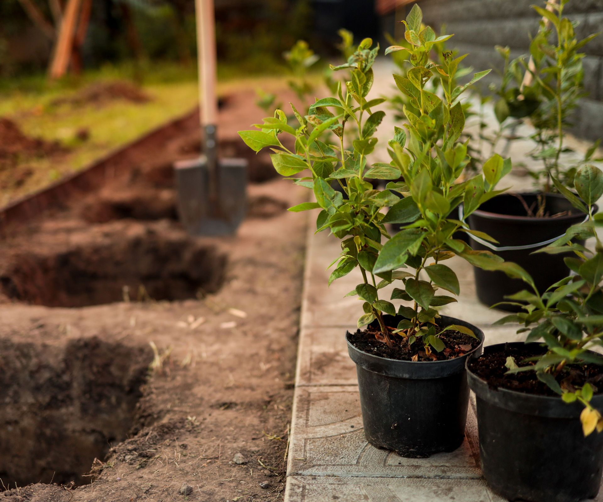 pot plants near planting holes with shovel in background