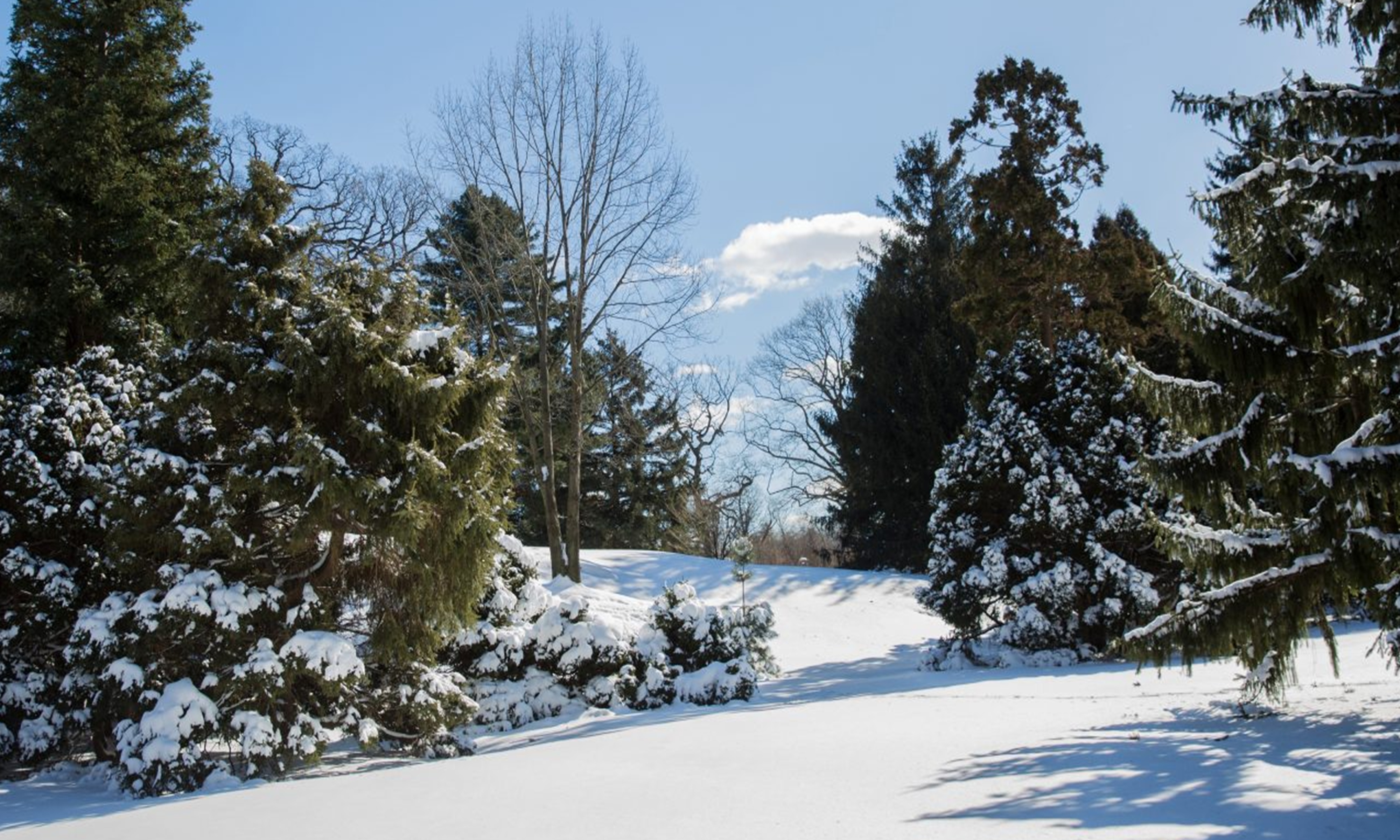 Benenson Conifer Collection, The New York Botanical Garden