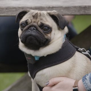 pug wearing smart pet collar