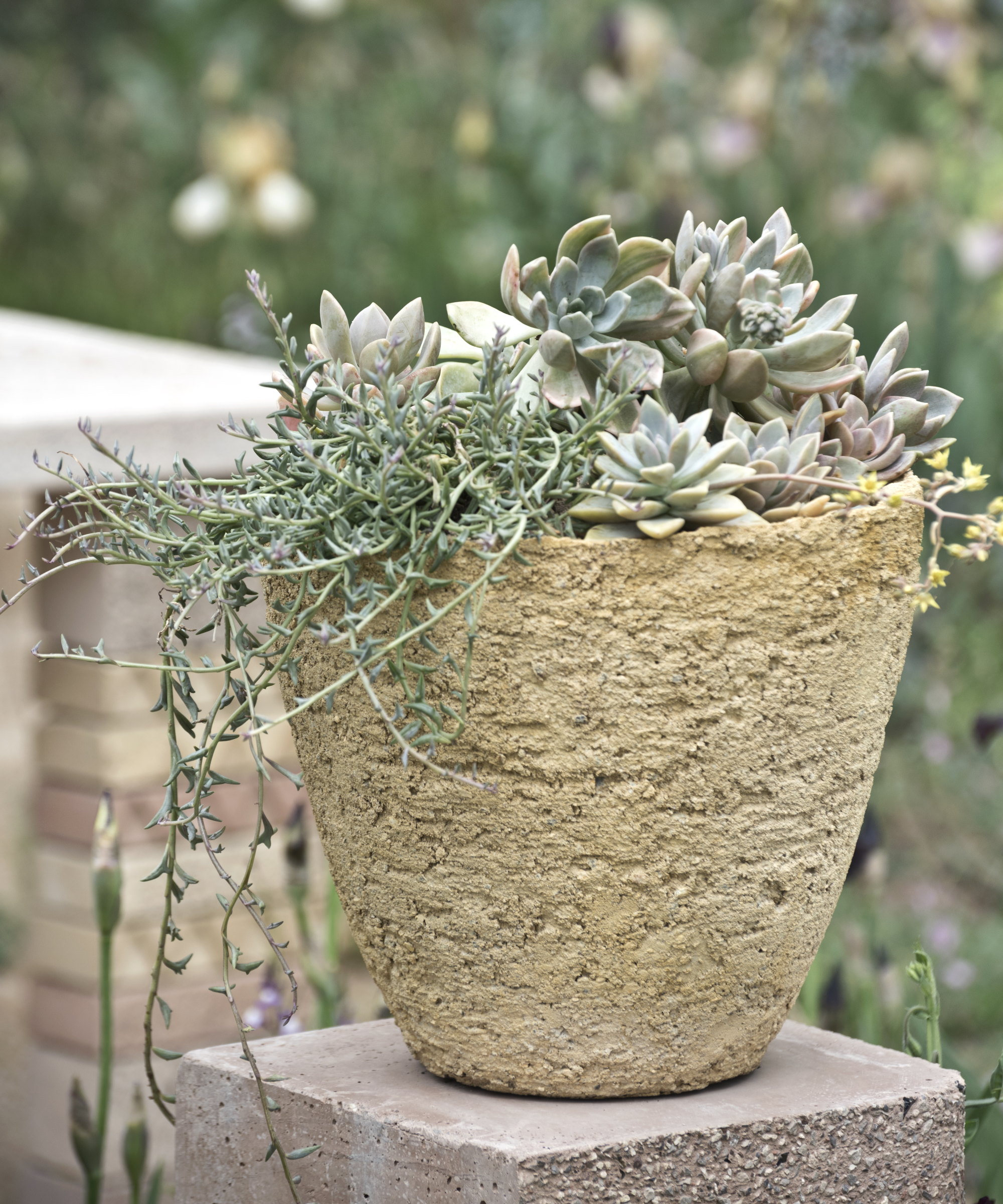 Succulents growing in a ceramic planter