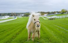 Teddy the Shetland