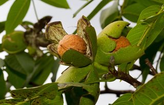 walnuts