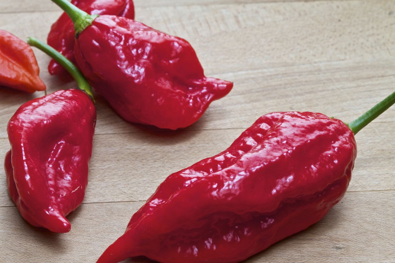 Ghost pepper