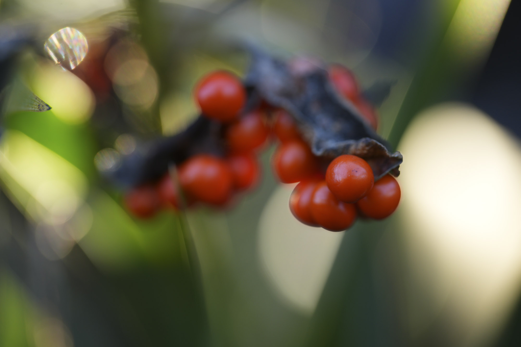 A test shot with the Sony FE 100mm f/2.8 Macro GM OSS showing its macro capabilities on some outdoor subjects