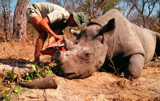 Rhino poaching